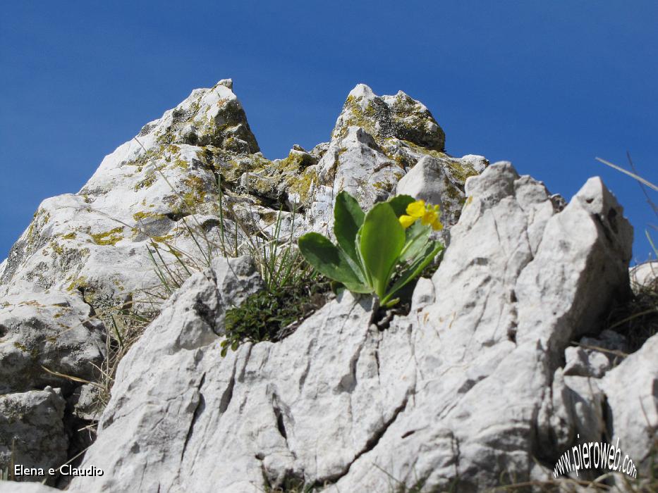 10 Fiorellini su roccia.JPG